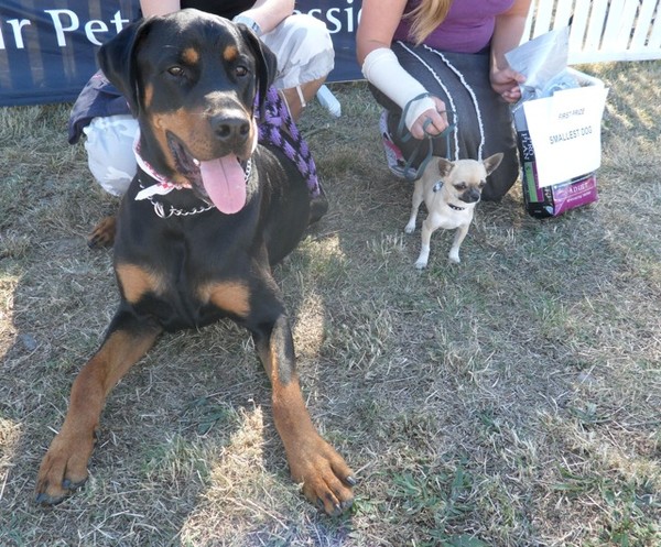 Largest and Smallest Dog